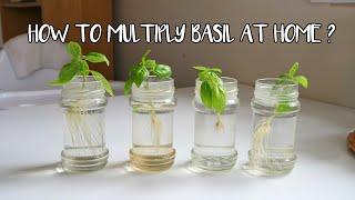 HOW TO PROPAGATE BASIL PLANT AT HOME ? | Get Unlimited Basil from One Plant