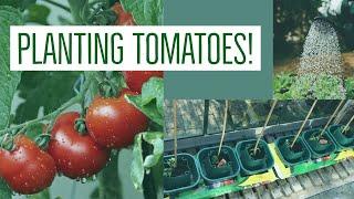 Planting Tomatoes | Let's Garden | Random With Rachel