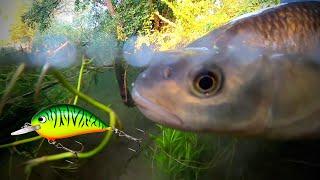 Lure fishing for chub on rivers! (Crazy non stop action)