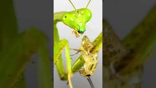 Mantis Eating - 4K Close up | Praying mantis eats cricket | Insects eating sound effect