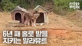 6년 째 홀로 밭을 지키는 말라뮤트 강아지