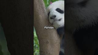 10 Fun Facts About Pandas You Didn't Know! #Pandas #FunFacts #Wildlife #NatureLovers #BambooBuddies