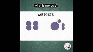 WHAT IS MEIOSIS ? #meiosis #cellbiology #genetics