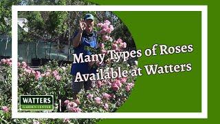 Many Types of Roses are Available at Watters Garden Center