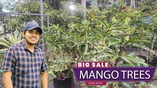 Big sale of kalapadi mango trees @mannilplantsandpots5245 kolmanna Malappuram