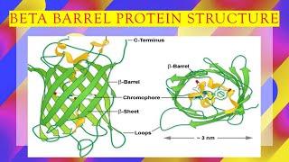 Beta Barrel Protein Fold Explained in 6 Minutes