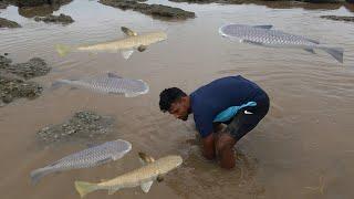 माश्यांचा घोळका पाहून गेलो पाग मारायला.cast net fishing. Mumbai Indian fishing