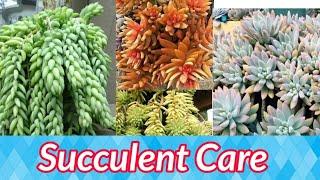 #Shemasundar #SucculentscareinTamil #Succulentcollection#succulentgardenintamil#succulentsforsale