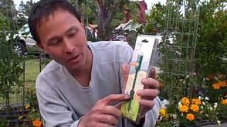 How much and When to Water the Plants in your Vegetable Garden