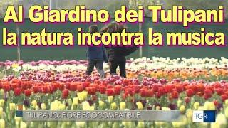 Un giardino ecosostenibile di tulipani a Montecosaro