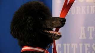 Rosie the Stunning Standard Poodle did an Amazing Audition for Talent Hounds