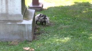 Rare Daytime Opossum Sighting Carrying Babies