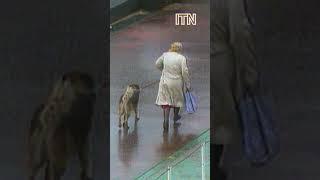 Woman Risks Life to Save Dog During Missile Attack - Yugoslav Wars Footage (1991)