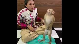 Adorable baby monkey ROJO site wait mom clean and prepare food for eat