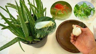 How To Make Natural Pesticide With Garlic and Aloe Vera - Gardening Tips