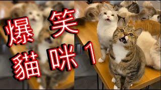 [2021第一季搞笑動物影片][爆笑貓咪系列#01][funny cats ]