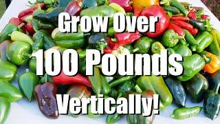 Part 4: HUGE!  Over 100 Pounds of Peppers! Greenstalk Bundle Harvest Series 2021!