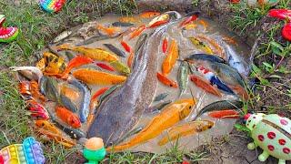 Fishing for colorful ornamental fish, big catfish, koi fish, betta fish, goldfish, turtles.part892