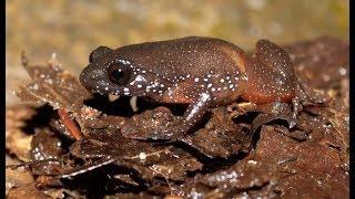 Newly-Discovered Starry Dwarf Frog is the Size of a Thumbnail