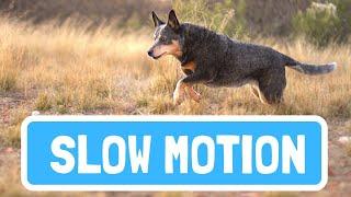 Mesmerizing Slow Motion Footage of Dogs in Action