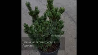 Сосна мелкоцветковая Аракава
