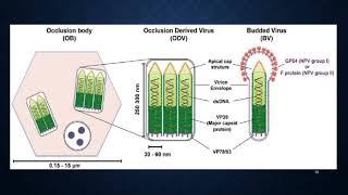 Detailed Introduction about Viral Biopesticides 