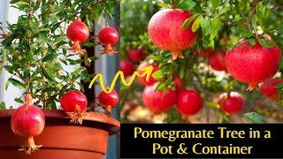 How to Grow Pomegranate Tree in a Pot & Container | Pomegranate Tree Care