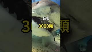 五種 最多牙齒的動物 #科普 #知識 #動物