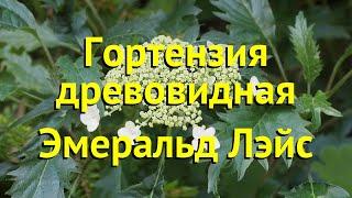 Гортензия древовидная Эмеральд Лэйс. Краткий обзор, описание hydrangea arborescens Emerald Lace