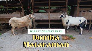 Pasang Microchip !! DOMBA LOKAL MATARAMAN - Kolonjono Farm