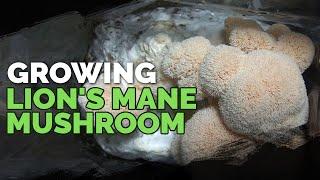 How to Grow Lion's Mane Mushrooms (Recipe Included!)