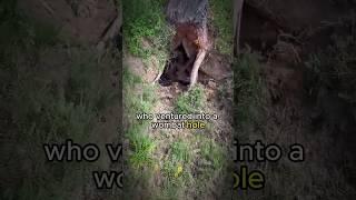 The Wombat Hole Misadventure #shorts #viral