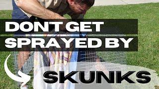 How to Avoid Being Sprayed by a Skunk in 2024 (100% Success)