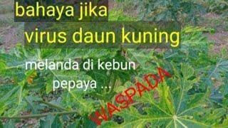 bahayanya virus daun kuning pada pepaya calina