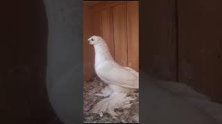 Usbekische Tauben. Uzbek pigeon.