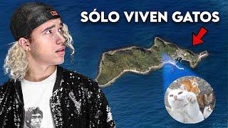 Si Tu Vas A Cat Island, Estarás Rodeado De Gatos En Poco Tiempo