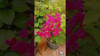 పువ్వులు విరపూయల?ఈ tip తప్పకుండా try చేయండి #flowers #garden #gardening #tips #tipsandtricks #shorts