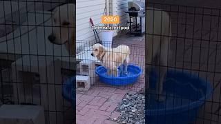 Oatmeal has had quite the pool glow up ️ #PoolTime #OatBoat #GoldenRetriever