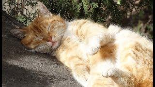 АНАПСКИЕ КОШКИ  Стихотворение читает автор Александр Полуполтинных
