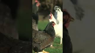 Cutes pet Fancy Koehler Breed pecking Food On Grass Field