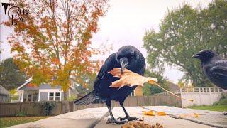 Crow Cam: Must Be the Season of the Crow