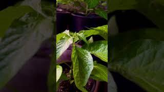 Update On My Naga Chilli Plants 2023 #foryou #garden #gardening #fyp #london #uk #peppers #shots #fy