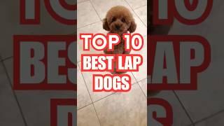 Top 10 Lap Dogs ️ #shorts #dog