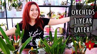 Orchids I bought a year ago - How are they today? - Orchid Haul Watch Season 2 UPDATE