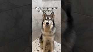 Do you think Fenrys enjoyed it? 🩵 #asmr #husky #puppy #rescuedogs #dogbath #doggrooming