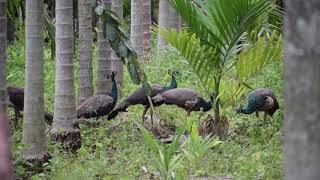 Indian Peafowl