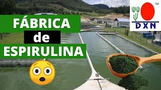  COMÓ es el CULTIVO y la FÁBRICA de ESPIRULINA de DXN ? (CHINA)