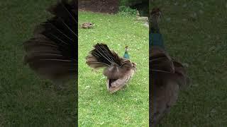 A peahen feather display  #peafowl #peahen