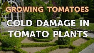 Cold Damage in Tomato Plants