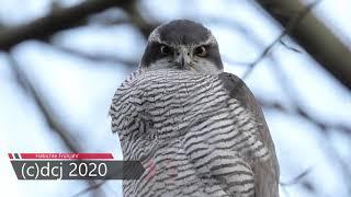 Habicht Teil 1, Frühjahr 2020, (Accipiter gentilis), northern goshawk, 4k